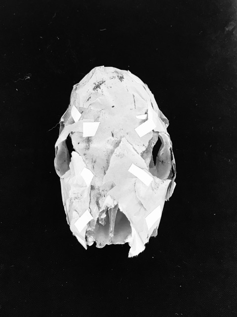 kleiner Sch&auml;del