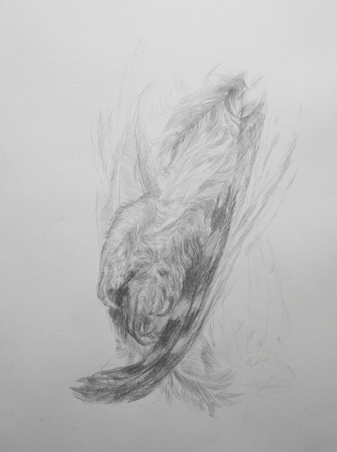 Waldohreule. Fragment