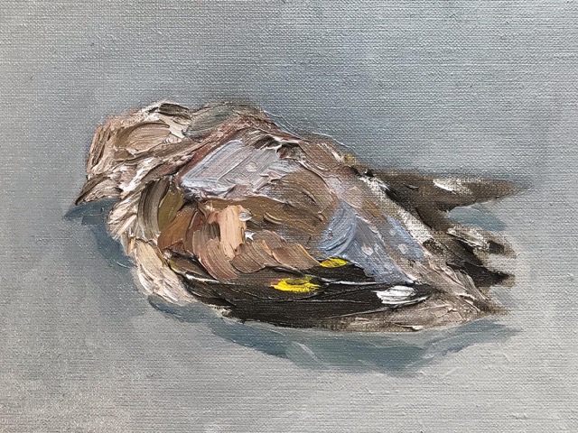 Junger Vogel 40 x 30 cm